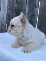Phoebe , a female French Bulldog for sale in Ohio, OH – 3 of 6