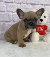 Bently , a male French Bulldog for sale in Ohio, OH – Photo 2 of 7