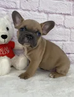 Bently , a male French Bulldog for sale in Ohio, OH – Photo 1 of 7