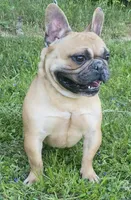 Bently , a male French Bulldog for sale in Ohio, OH – Photo 6 of 7