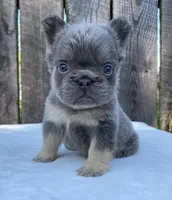Champ, a male French Bulldog for sale in Ohio, OH – 7 of 8