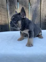Dexter, a male French Bulldog for sale in Ohio, OH – 7 of 7