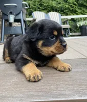 Atlas, a male Rottweiler for sale in Ohio, OH – 6 of 6