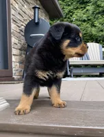 Atlas, a male Rottweiler for sale in Ohio, OH – 4 of 6