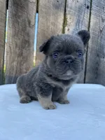Buttons, a male French Bulldog for sale in Ohio, OH – 5 of 7