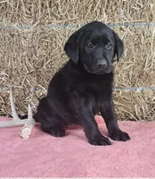 Lexi, a female Labrador Retriever for sale in Ohio, OH – 3 of 4