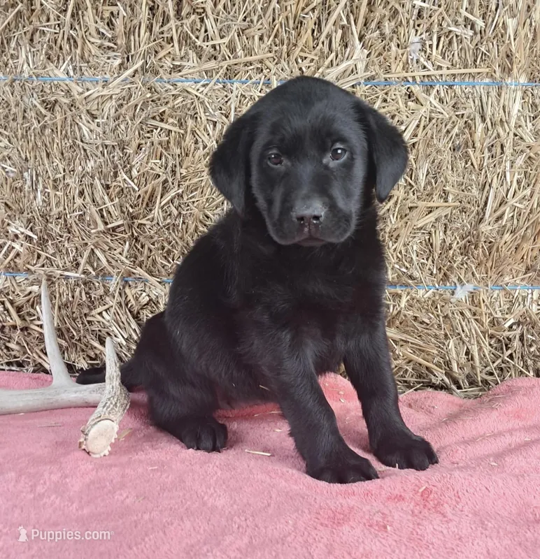 Lexi – Labrador Retriever puppy for sale in Ohio, OH