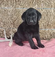 Lexi, a female Labrador Retriever for sale in Ohio, OH – 1 of 4