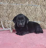 Lexi, a female Labrador Retriever for sale in Ohio, OH – 4 of 4