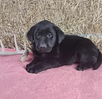Lexi, a female Labrador Retriever for sale in Ohio, OH – 2 of 4