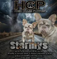 Payton, a female French Bulldog for sale in Ohio, OH – Photo 7 of 7