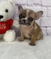 Brice, a male puppy for sale in Ohio, OH – Photo 2 of 6