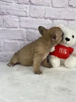 Payton, a female French Bulldog for sale in Ohio, OH – Photo 5 of 7