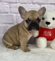 Payton, a female French Bulldog for sale in Ohio, OH – Photo 4 of 7