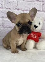 Payton, a female French Bulldog for sale in Ohio, OH – Photo 3 of 7