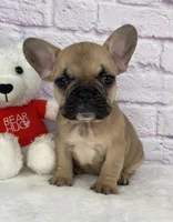 Payton, a female French Bulldog for sale in Ohio, OH – Photo 1 of 7