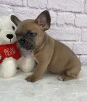 Bently , a male French Bulldog for sale in Ohio, OH – Photo 5 of 7