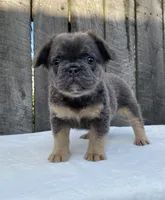 Buttons, a male French Bulldog for sale in Ohio, OH – 2 of 6