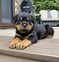 Zeus, a male Rottweiler for sale in Ohio, OH – 3 of 8