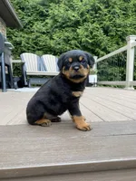 Zeus, a male Rottweiler for sale in Ohio, OH – 7 of 8
