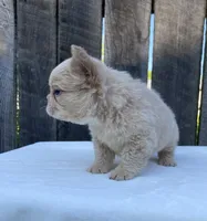 Shasha, a female French Bulldog for sale in Ohio, OH – 4 of 7