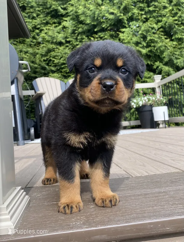 Atlas – Rottweiler puppy for sale in Ohio, OH