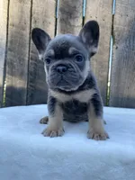 Dexter, a male French Bulldog for sale in Ohio, OH – 4 of 7