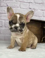 Brice, a male French Bulldog for sale in Ohio, OH – Photo 3 of 8