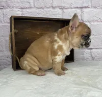 Brice, a male French Bulldog for sale in Ohio, OH – Photo 4 of 8