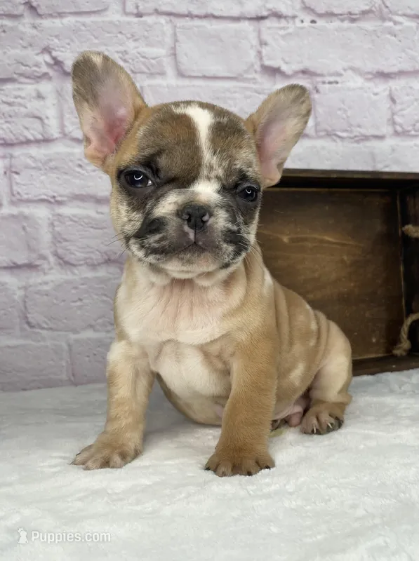 Brice, a male French Bulldog for sale in Ohio, OH – Photo 1 of 8