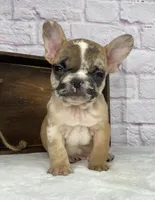 Brice, a male French Bulldog for sale in Ohio, OH – Photo 2 of 8