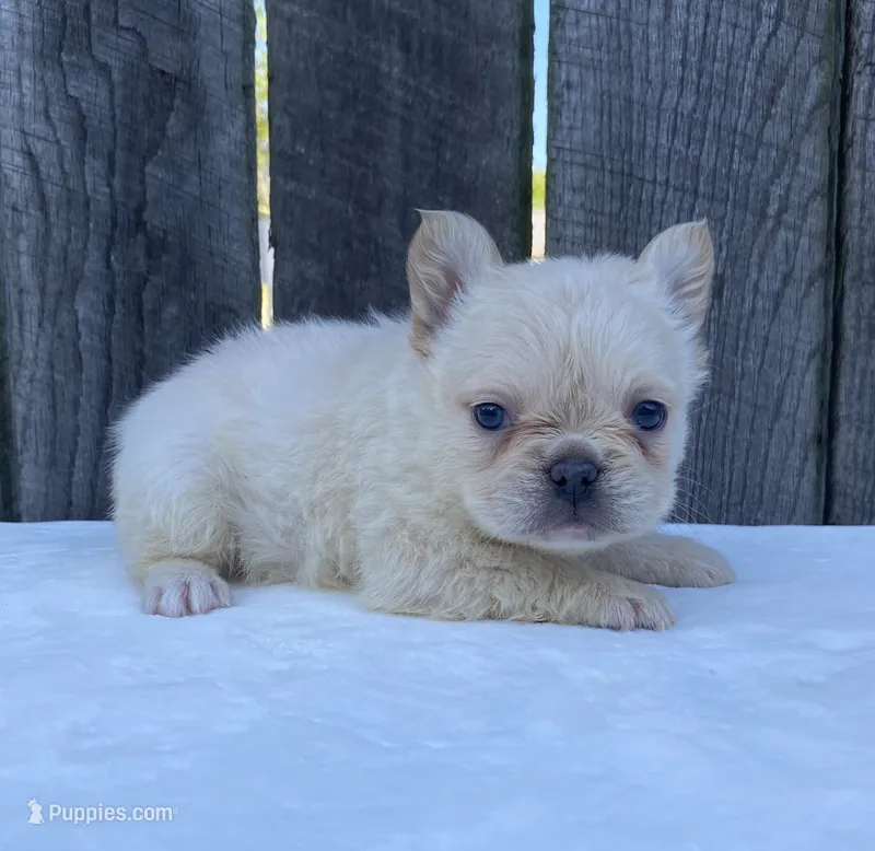 Phoebe  – French Bulldog puppy for sale in Ohio, OH