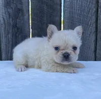 Phoebe , a female French Bulldog for sale in Ohio, OH – 1 of 6