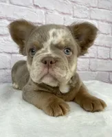 Dozer , a male French Bulldog for sale in Ohio, OH – Photo 3 of 10