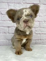 Dozer , a male French Bulldog for sale in Ohio, OH – Photo 10 of 10