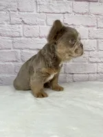 Dozer , a male French Bulldog for sale in Ohio, OH – Photo 8 of 10