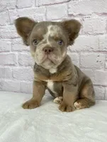 Dozer , a male French Bulldog for sale in Ohio, OH – Photo 4 of 10