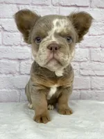 Dozer , a male French Bulldog for sale in Ohio, OH – Photo 7 of 10