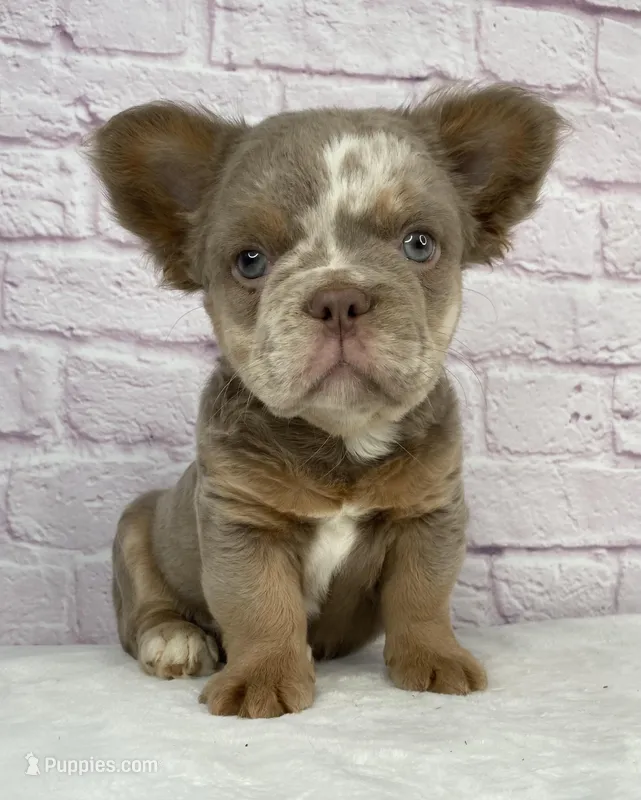 Dozer  – French Bulldog puppy for sale in Ohio, OH