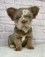 Dozer , a male French Bulldog for sale in Ohio, OH – Photo 1 of 10