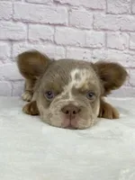 Dozer , a male French Bulldog for sale in Ohio, OH – Photo 6 of 10