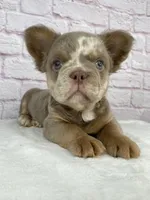 Dozer , a male French Bulldog for sale in Ohio, OH – Photo 5 of 10