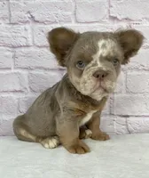 Dozer , a male French Bulldog for sale in Ohio, OH – Photo 9 of 10