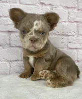 Dozer , a male French Bulldog for sale in Ohio, OH – Photo 2 of 10