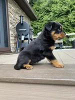 Fretel, a male Rottweiler for sale in Ohio, OH – 7 of 7