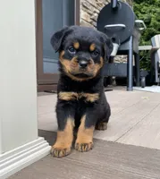 Zeus, a male Rottweiler for sale in Ohio, OH – 2 of 8