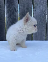 Cruz, a male French Bulldog for sale in Ohio, OH – 3 of 6
