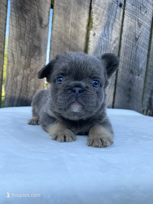 Buttons – French Bulldog puppy for sale in Ohio, OH
