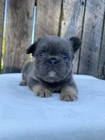 Buttons, a male French Bulldog for sale in Ohio, OH – 1 of 7