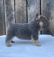 Champ, a male French Bulldog for sale in Ohio, OH – 4 of 8